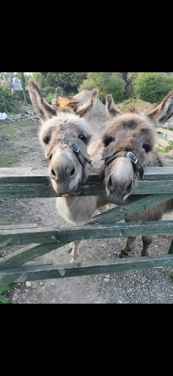 BallycarneyPO's tweet photo. @BrodHiggins Neddy (right) and his mother Bess(left). Two resident donkey's at Ballycarney post office. https://t.co/A1jiLrqiZS