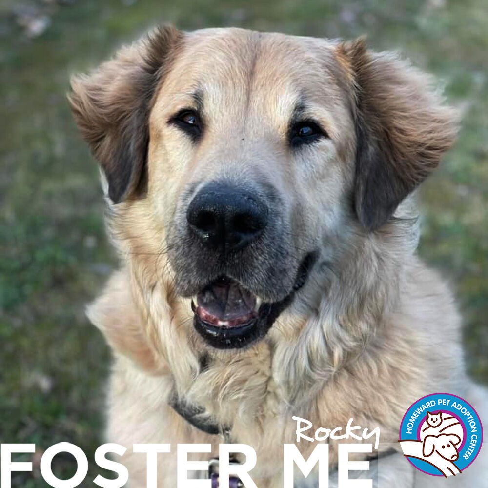 120 lb Rocky (5-year-old Great Pyrenees/Retriever) is struggling in the shelter and looking for immediate foster placement. 

If you're already a foster, feel free to jump on the click up board to start.

If you haven't fostered for us, start here >>> bit.ly/hpac-volunteer