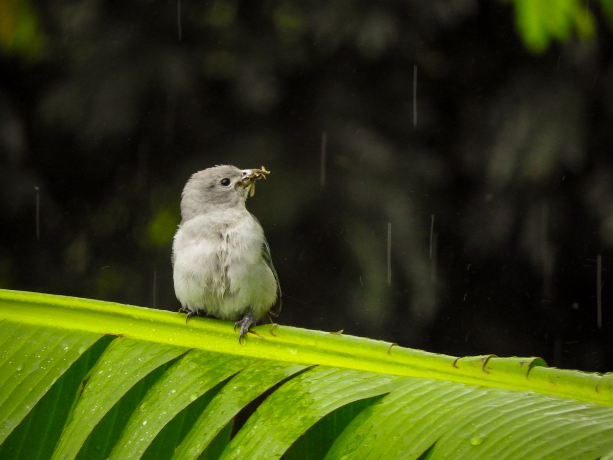 SuNA_BH's tweet photo. #Rainydays #diasdechuva https://t.co/tHBefmbAJE