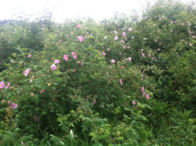 crowsdaughter's tweet image. conta.cc/3UHp9QT
conta.cc/43EyU6I