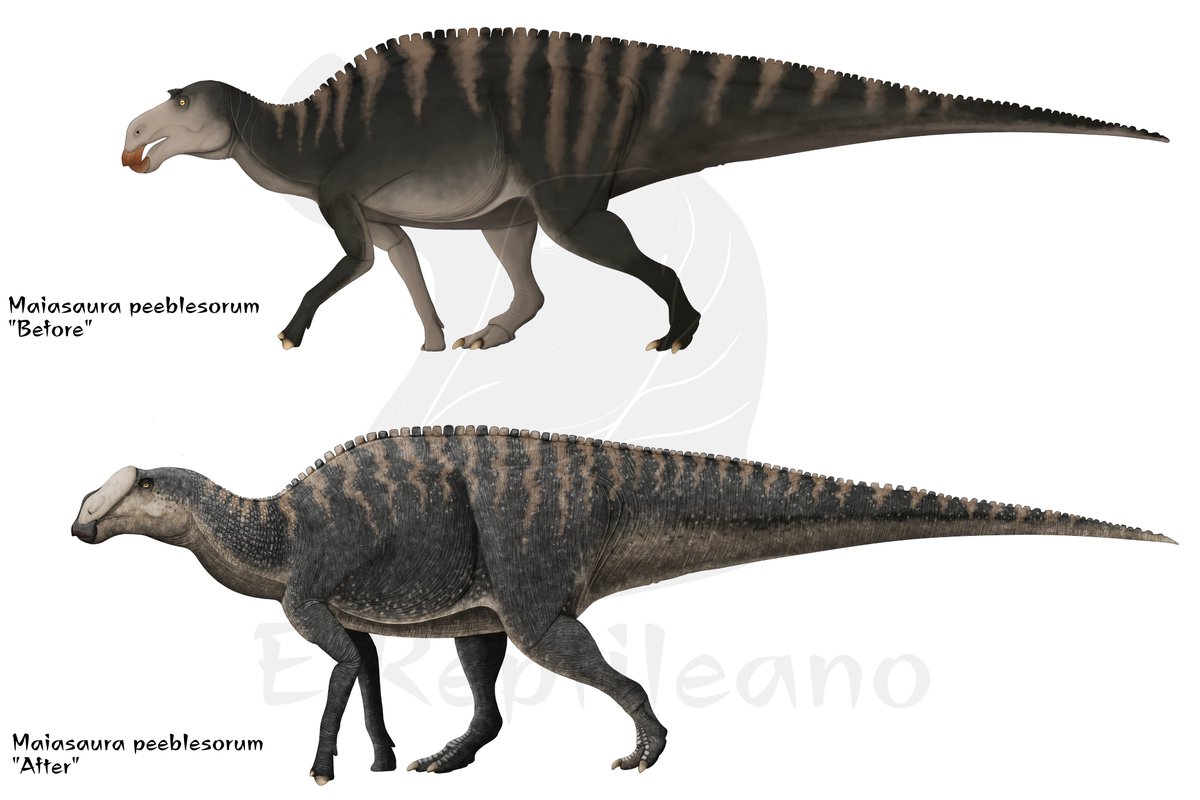 ElReptileano's tweet photo. Maiasaurus in its "Accurate" version
@AmmoniteSeries told me that Maiasaura's "horns" instead of being keratin would be a support for soft tissue.
Andrey Atuchin has represented this fabric several times and it seems to me that this theory makes more sense than the horns. https://t.co/g2VnNN5vD5