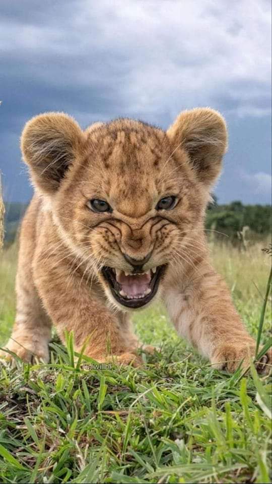 otrtanzania's tweet photo. Cute Little Face💖🍼🦁💖 https://t.co/z0hapZICZh