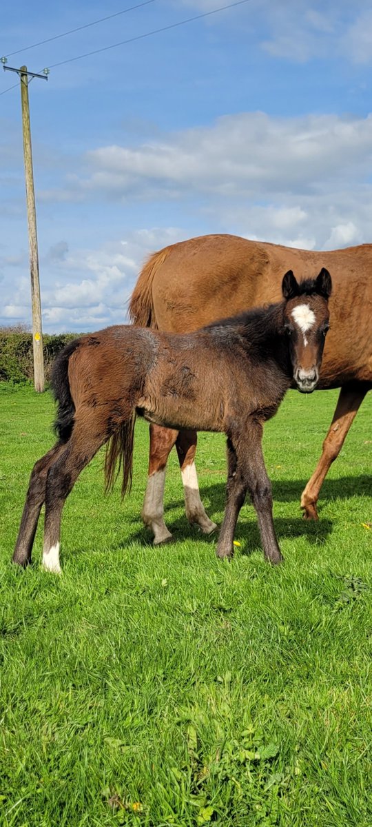 Filly foal by Sassofortino dam Queen of Colours (Excelebration)