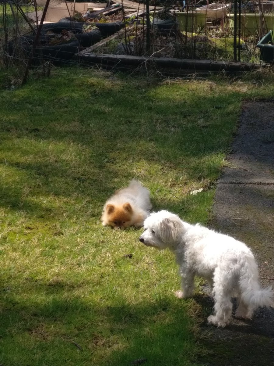 These two bff's enjoying some rays of sunshine 😍☀️😍 #islanddogs #chaseandodie