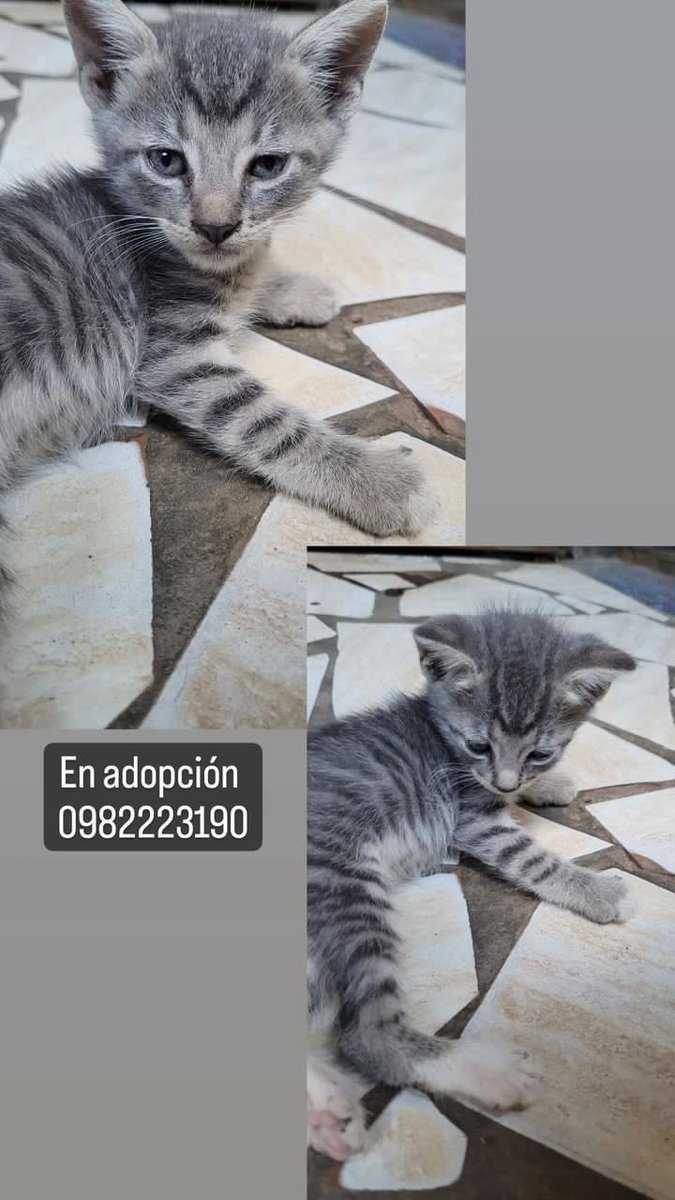 Ayudando Peludos (@ayudandopeludos) on Twitter photo 