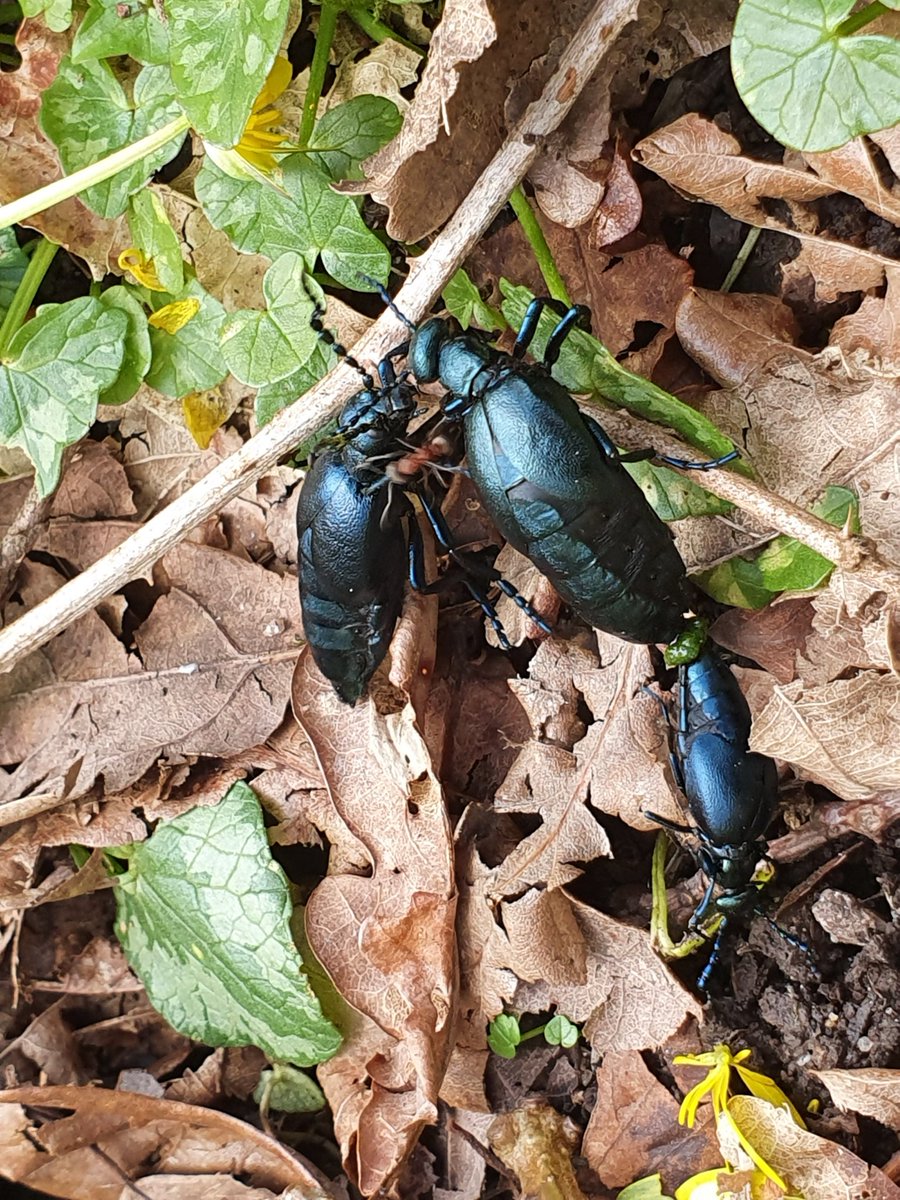 Literally dozens of oil beetles on Dartmoor last week 💙