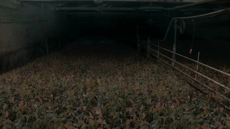 The Onion tweet media