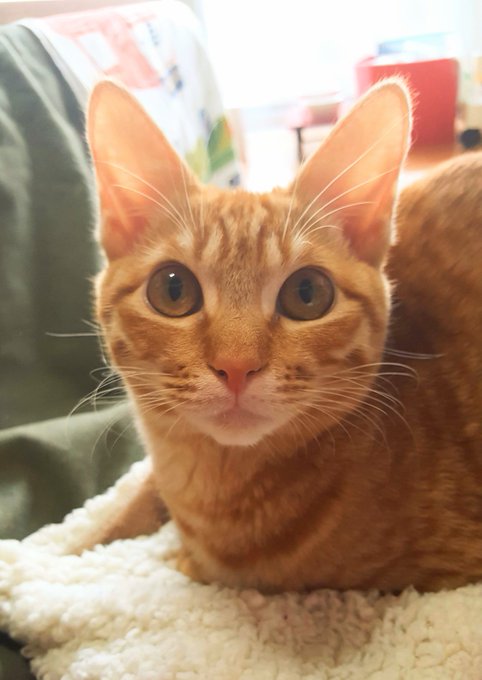 セール! ぐで猫 いい湯だにゃんこ 茶トラ No.373 | www.bizlight.edu.vn