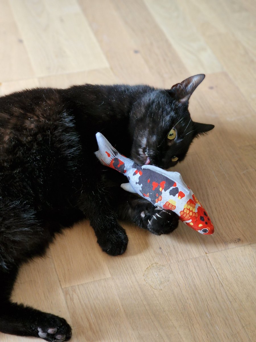 Knejt2's tweet photo. If you see this tweet, quote tweet it with the most recent photo you took of your pet. No cheating!

Have a pic of my cursed little noodle https://t.co/kxPeGH4qDt