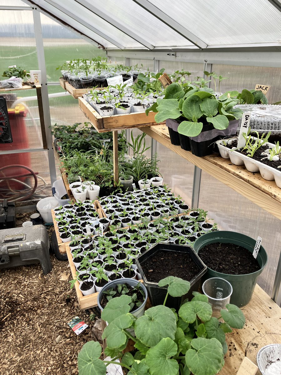 Well I am about 60 percent of the way with transplanting of seedlings.   About a1000 more to go.   A little behind but I am catching up.   Will start having plants for sale next week.   I really need to build on to the greenhouse this fall.