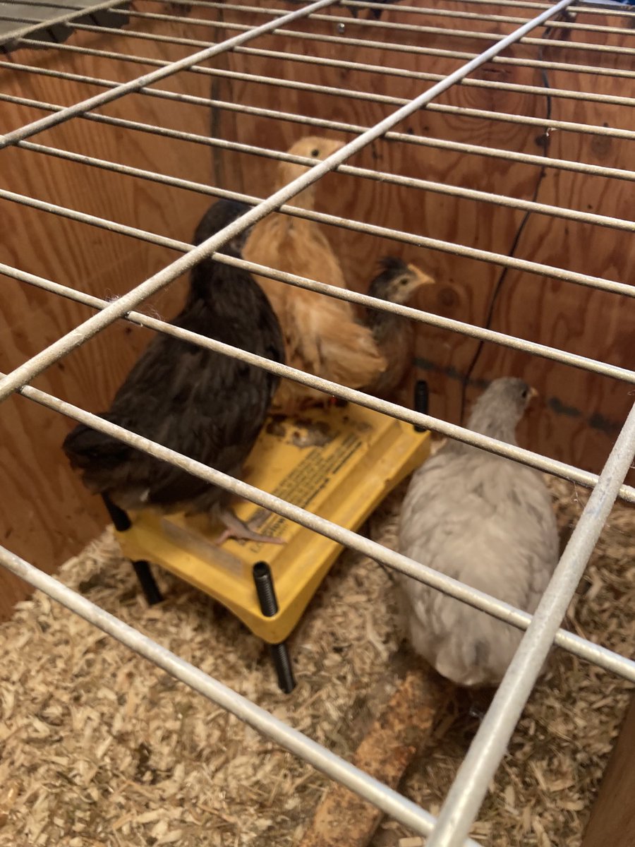 Two weeks until they join the bigs!