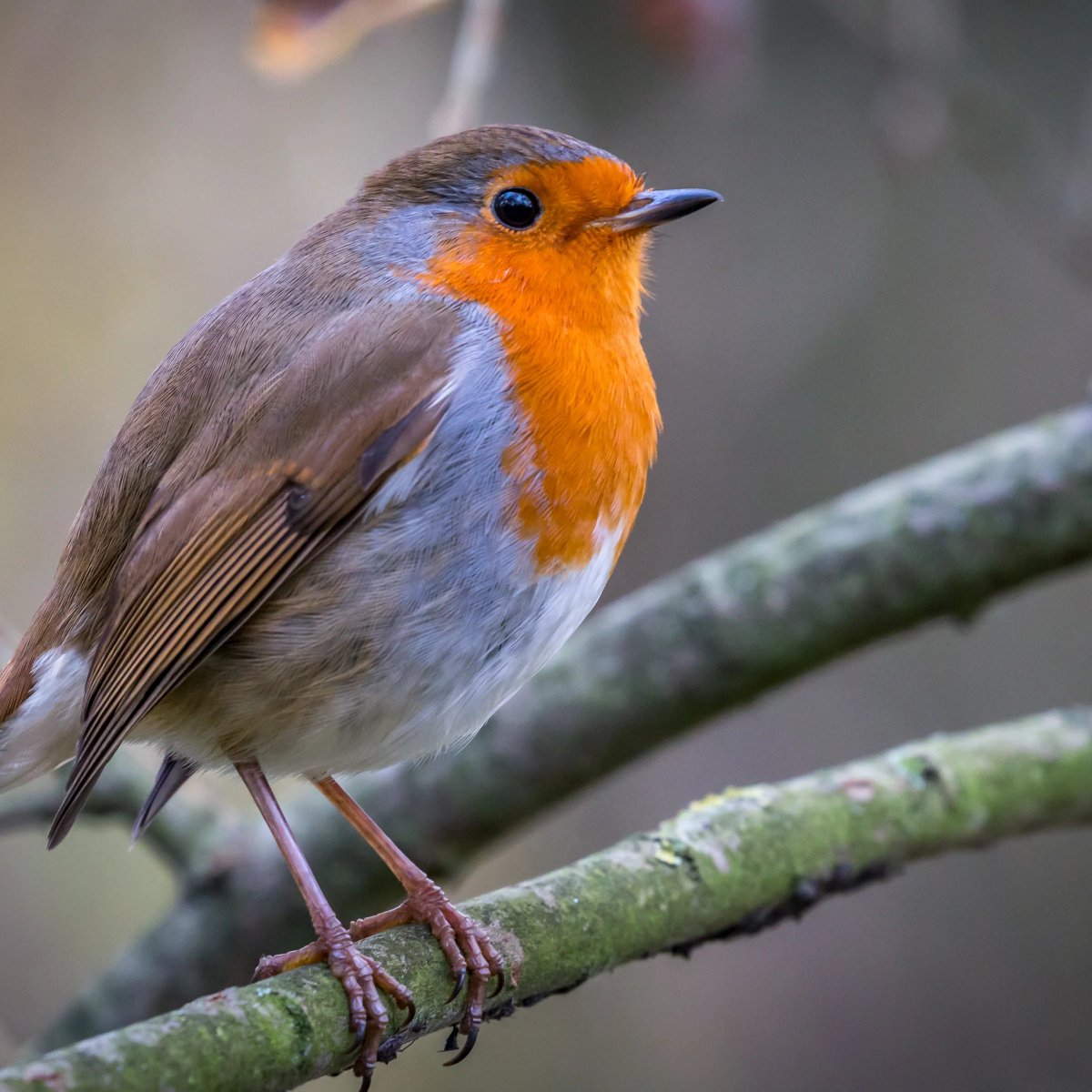 Intense_Robin's tweet image. Idk what to put here but I&apos;m Devon, or Intense works too whichever you want to use. I post about plently of games, music, and NFL stuff, both serious and shitposts. Some of my favorite things to talk about include.
⚡️Fire Emblem
⚡️Trails
⚡️Xenoblade
⚡️Smash 
⚡️TF2
⚡️Plently more