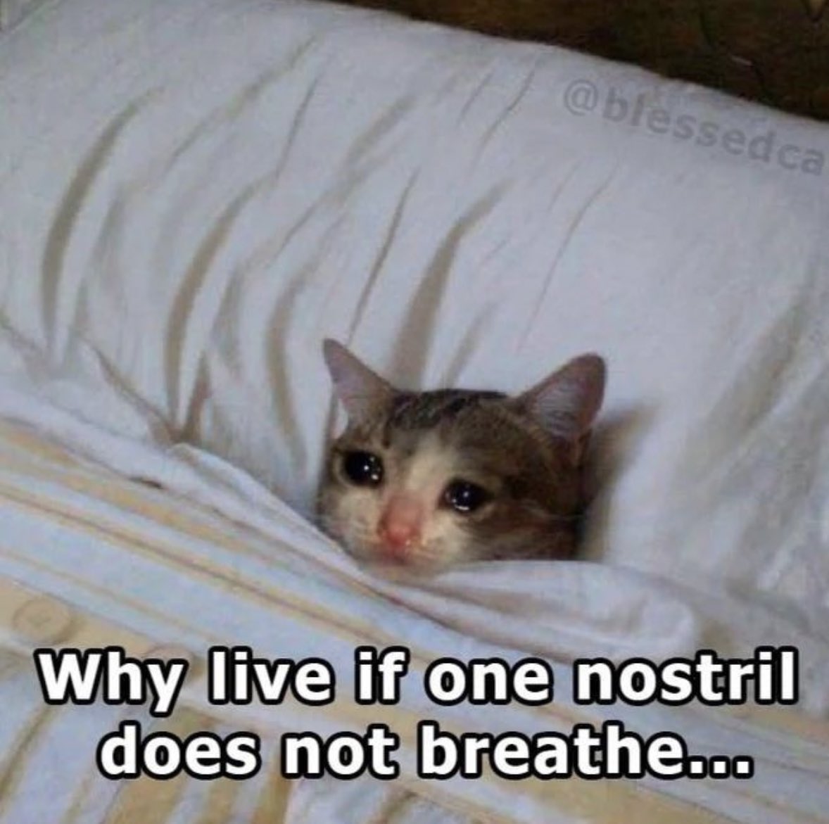 LiterallyMeCats (@literallymecats) on Twitter photo 