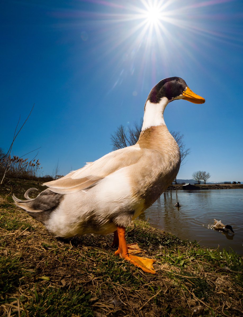 retweet to send noms live.dashducks.tv