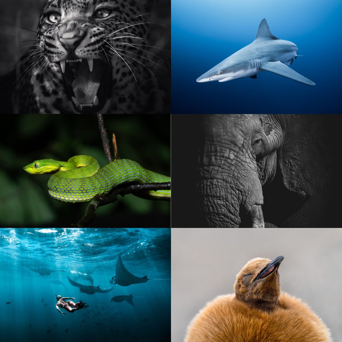 Am I the only one who noticed the lack of wildlife images in NFTNYC?

You know, there is a whole world out of landscapes (absolutely no disrespect to landscape photographers) 

I just wish people would care more about wildlife. Not to get sales, but because when people care, they