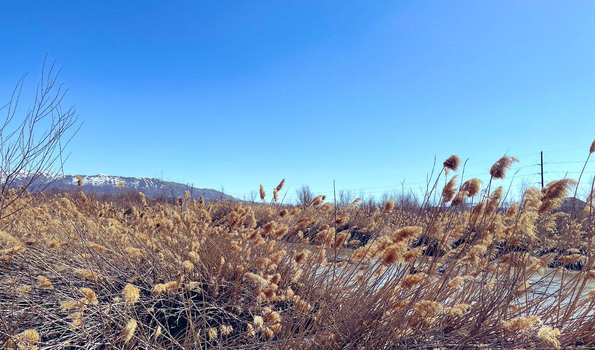 HELDiWanKenHODL's tweet photo. π Out for a run π
πΏ #GotGrass β
βοΈ #HappySunday #JordanRiverParkway #5MileChallenge #TouchGrass #ProofOfGrass #MemeCoinSpring πΈ #DeadGrass π https://t.co/REvyTkaMzo