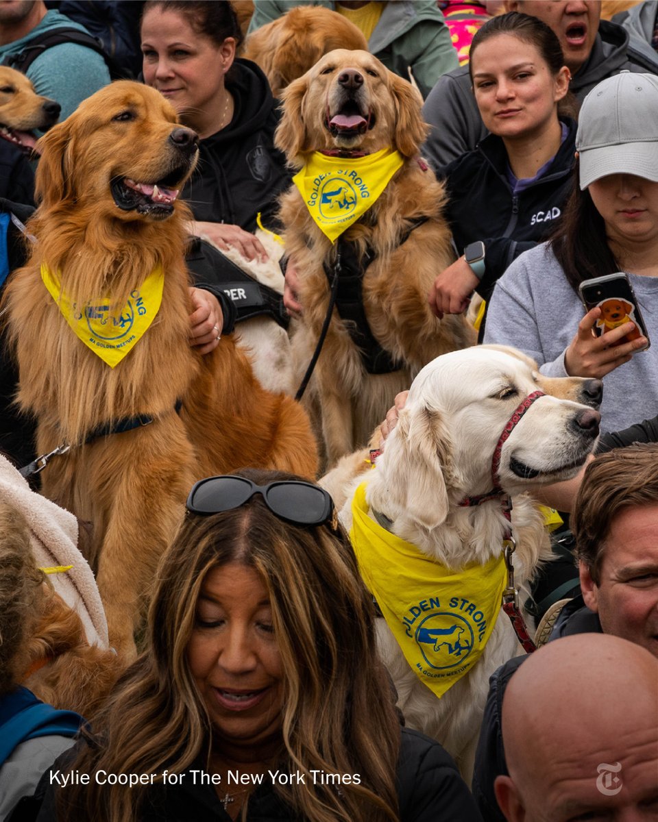 One day before the Boston Marathon, hundreds of dogs and humans gathered in Boston to honor Spencer, the marathon's official dog, who died in February. What was once expected to be just 20 dogs turned into a full field of fur on Sunday. nyti.ms/40eoPu4