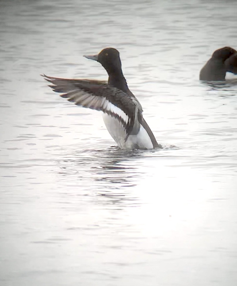 James King (@jamesking7341) on Twitter photo Farmoor Reservoir, Oxfordshire: Male Lesser Scaup on F2 off southern end 18.20 + Whimbrel NE <a href="/oxonbirdnews/">Oxon Bird News</a> <a href="/OOSbirding/">Oxford Ornithological Society</a> <a href="/RareBirdAlertUK/">RareBirdAlertUK</a> Farmoor Reservoir, Oxfordshire: Male Lesser Scaup on F2 off southern end 18.20 + Whimbrel NE <a href="/oxonbirdnews/">Oxon Bird News</a> <a href="/OOSbirding/">Oxford Ornithological Society</a> <a href="/RareBirdAlertUK/">RareBirdAlertUK</a>