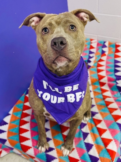 Find-A-Buddy NYC tweet media