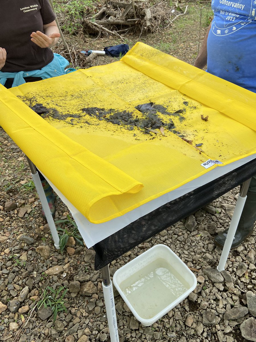 MrsAallday's tweet image. Got to meet and identify many crawly friends in a Tuscarora stream. Amy, of @loudounwildlife taught me lots at a stream monitoring session. @SRMS_Official, we're taking our classification unit to the stream! Also, this is me-time for this mama. #streamsnotspas #imadethatup