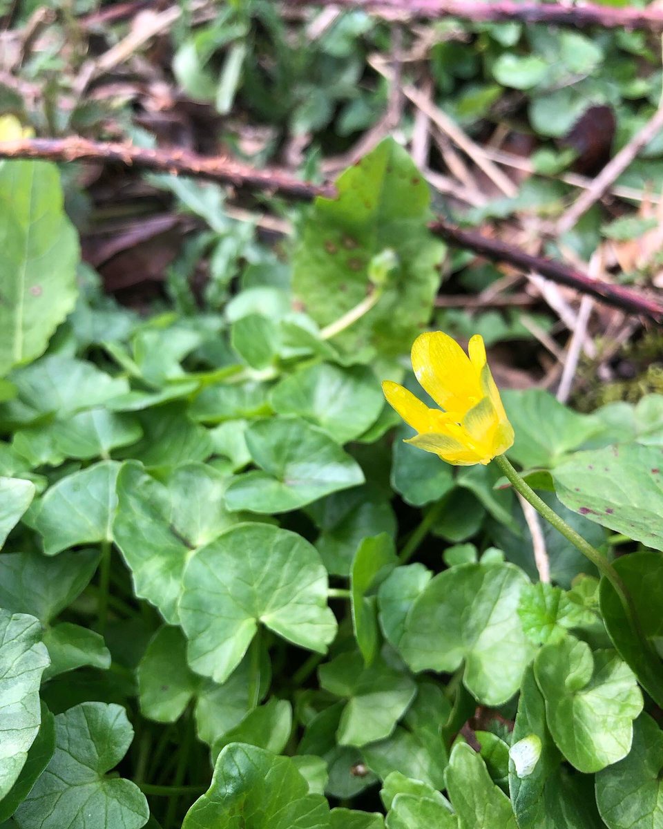 CloseMeadow's tweet photo. And just like that 💛 @PlantlifeInt https://t.co/me8BH2JO7s
