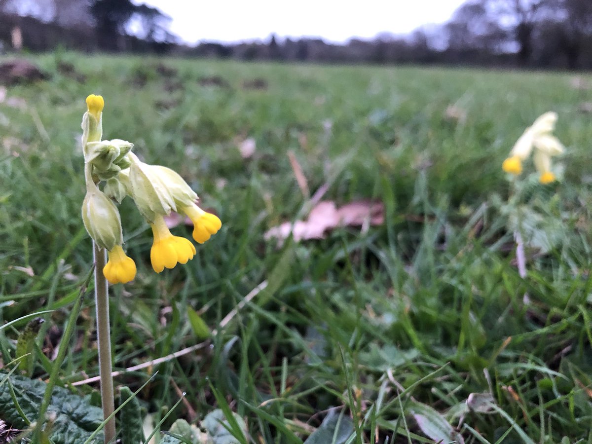 CloseMeadow's tweet photo. And just like that 💛 @PlantlifeInt https://t.co/me8BH2JO7s