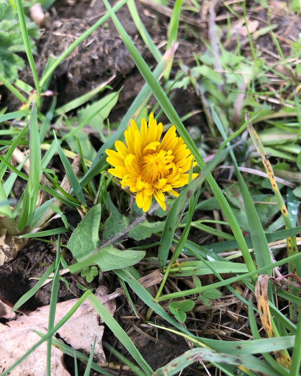 CloseMeadow's tweet photo. And just like that 💛 @PlantlifeInt https://t.co/me8BH2JO7s