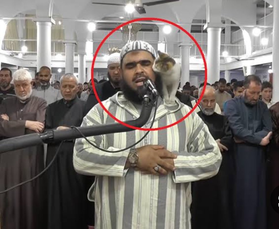 هذه القطه قلبت العالم كله سبحان الله