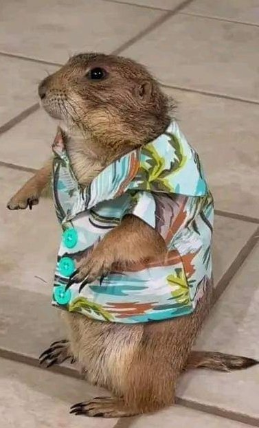 El_pishicato's tweet image. En un rato participare en el torneo de @JPegasusVF así que vengan a platicar primero y después a ver a la nutria bélica &amp;gt;:v 

Twitch.tv/el_pishicato

#twitchstreamer #twitch #streamer #EventoTwitch