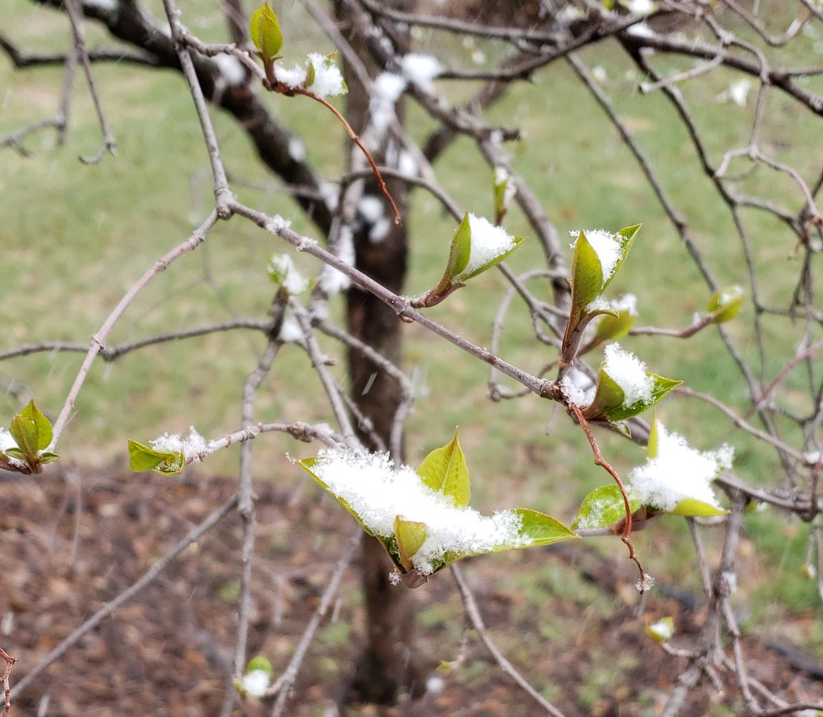 JohnWBudd's tweet photo. @Raecooper1 They're also back! Buds or snowflakes (ugh), take your pick. https://t.co/x0aQCeTJiP