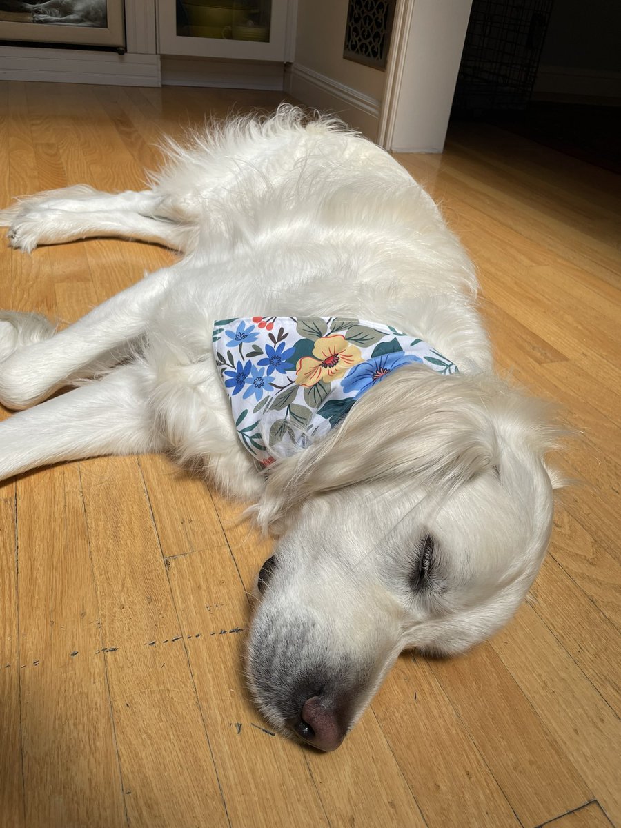 sunday sunshine snoozles