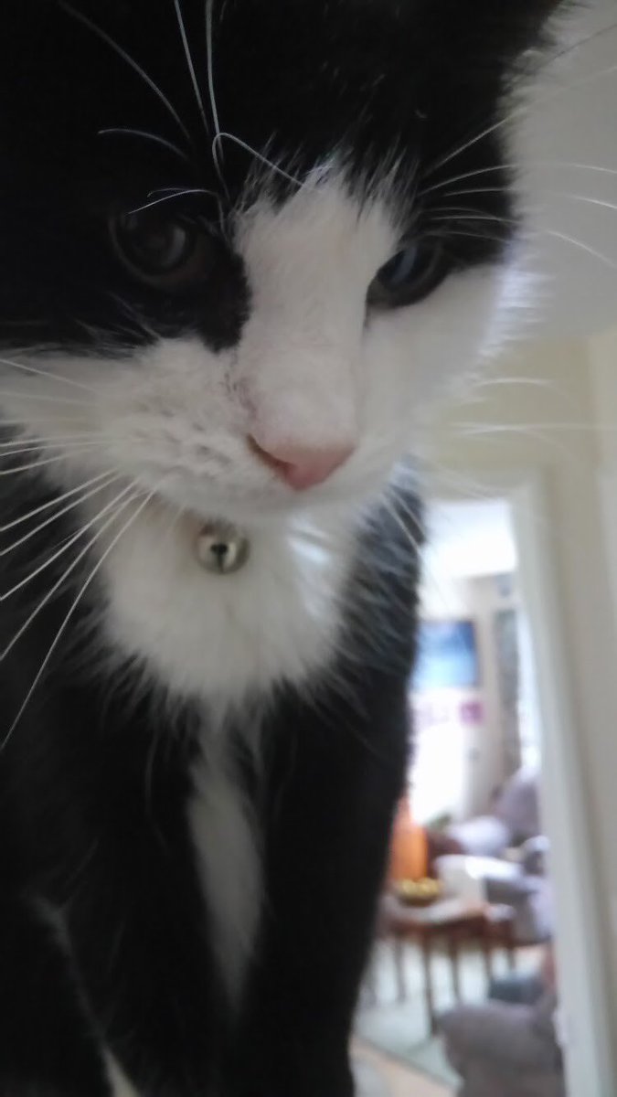 Hey Twitter, I’m struggling tonight, please show me pics of your fur babies. Cats, dogs, anything really. Here’s Chester and Zamo (never forgotten).
#CatsOfTwitter