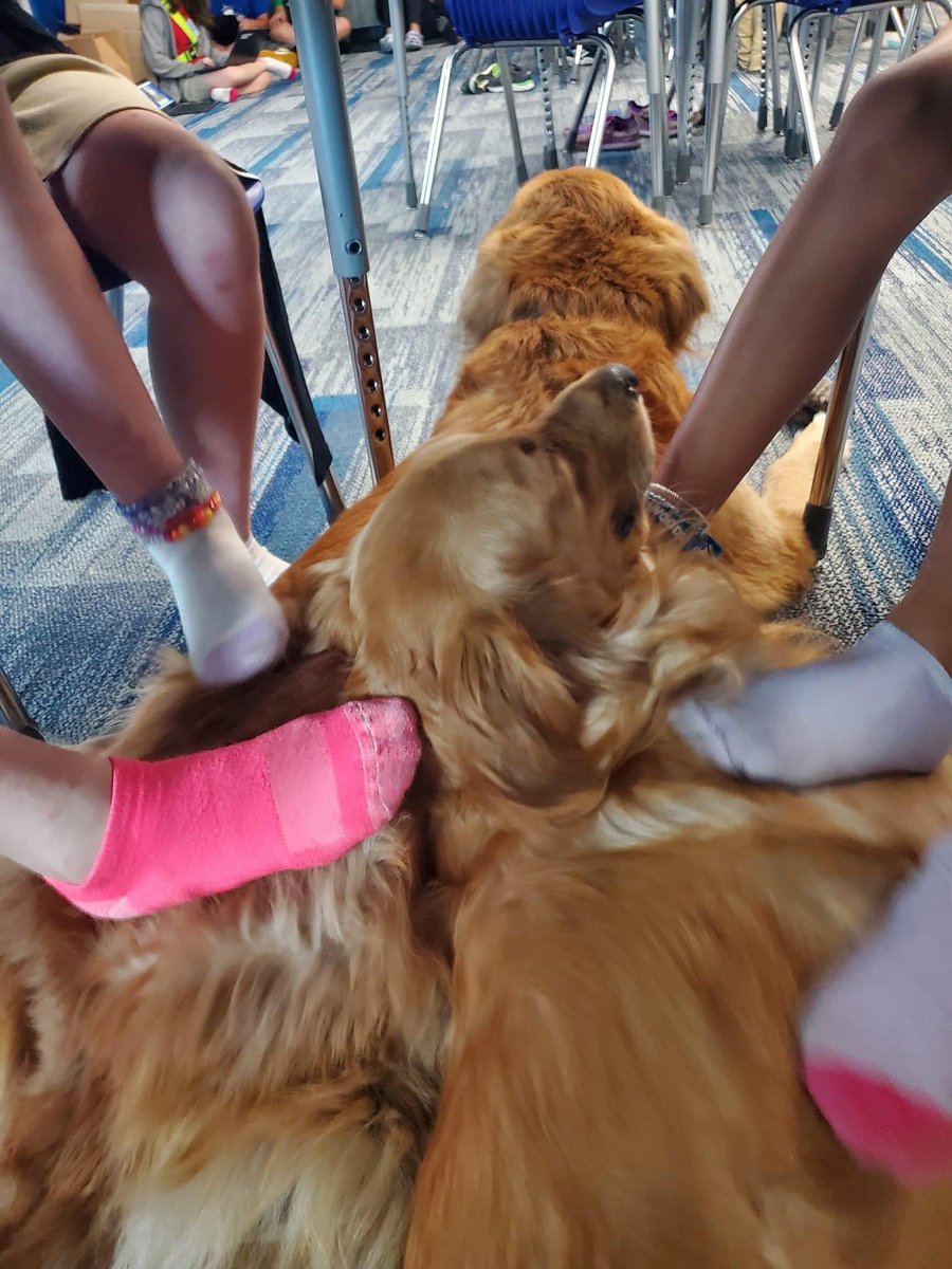 Ms. Paetzold’s class earned Shoes Off Day! I’m not sure who enjoyed it more! <a href="/my_pcs/">Pinellas County Schools</a> #shoesoff #dogdays #knightsonguard