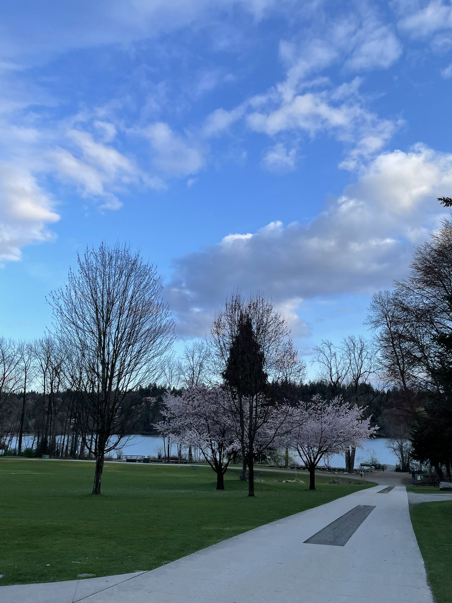 cowbla1's tweet photo. #CherryBlossom https://t.co/qFkF9IuY68