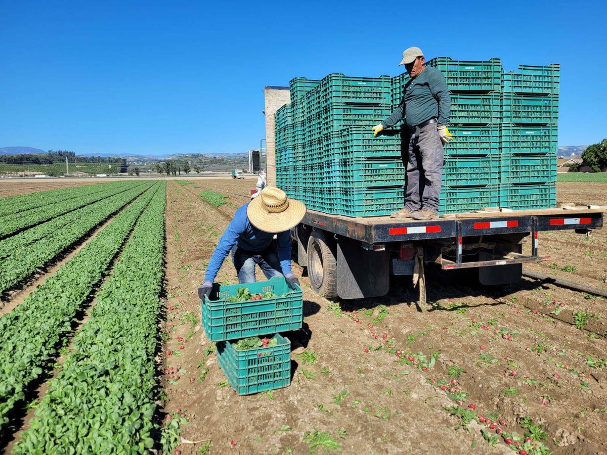 Armando is readying the box of radishes he will toss to his coworker Ulises in Moorpark CA. By the end of the day they will have loaded over a thousand boxes of the vegetable during their 8 hour shift. #WeFeedYou