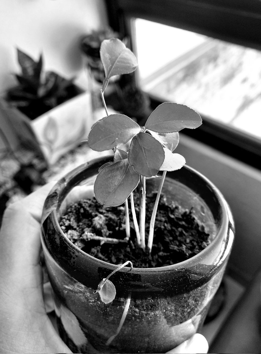 txiaaale's tweet photo. Presiento que estas plantitas que rescaté esparcidas en una maceta no son hierba mala y me da emoción descubrir en qué se van a convertir. https://t.co/Xe316lPdIJ