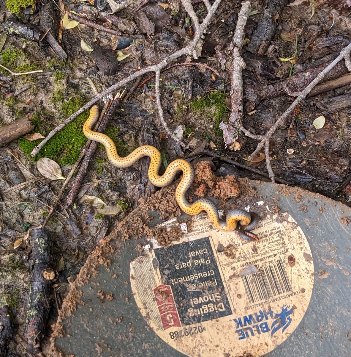 TheKracka's tweet photo. Found me a nice ring neck snake 🐍

#Ringneck #snake #Missouri #outdoors #country #explore #trail #fireroad #offroad  #conservation #nature #overland #camping #hiking #gettoknowMO #MozarkAdventures https://t.co/iKp8WazBwq