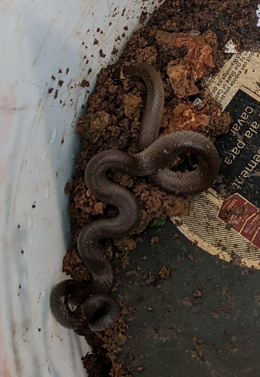 TheKracka's tweet photo. Found me a nice ring neck snake 🐍

#Ringneck #snake #Missouri #outdoors #country #explore #trail #fireroad #offroad  #conservation #nature #overland #camping #hiking #gettoknowMO #MozarkAdventures https://t.co/iKp8WazBwq