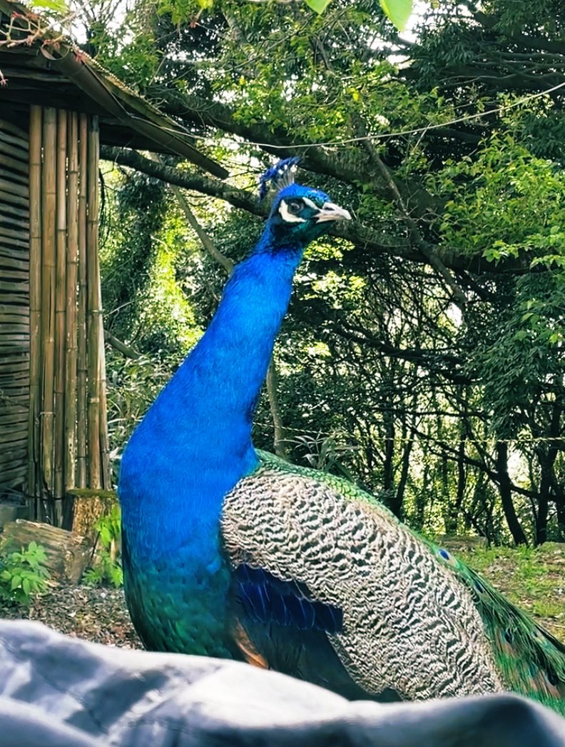 Madaodesu0831's tweet photo. おはよう🌞🌞

リプ返すの遅くなってしまった🙏🙏
クジャクさん🦚🦚あげるから許してww

皆さんにも良いことあります様に🤟 https://t.co/Y6qg9BiC2Q