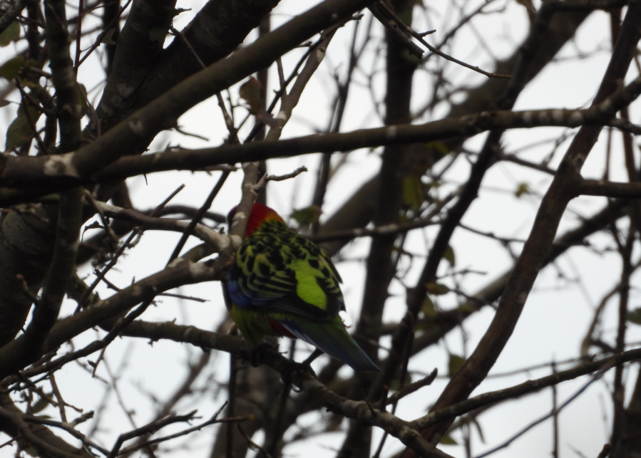 HamishCumming's tweet photo. Brightly coloured Rosella adding some cheer to a tree that's lost its leaves in Autumn here
#bords #TwitterNatureCommunity https://t.co/jy32tsvz9f