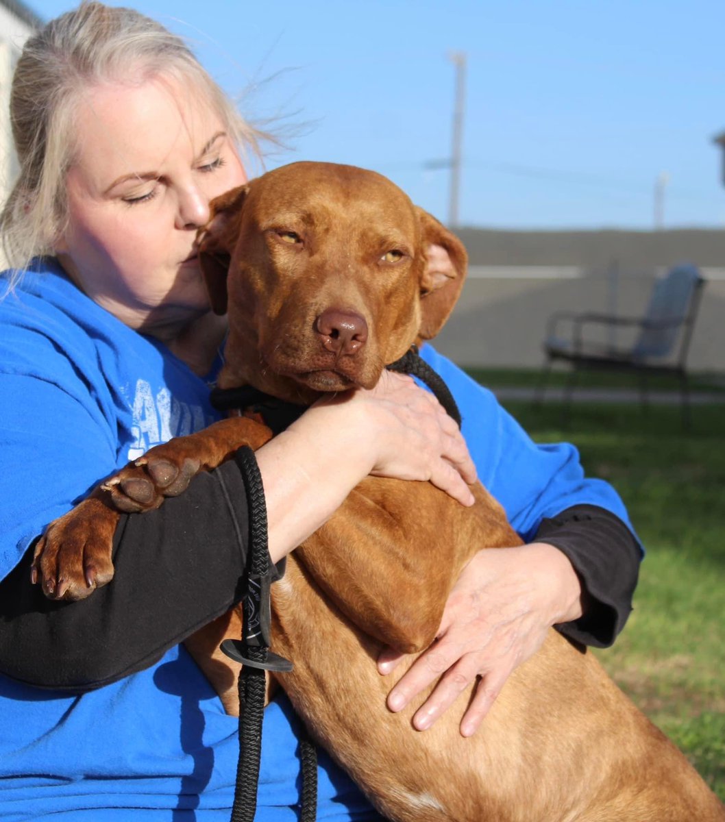 psychicwhisper3's tweet photo. 🆘😢JR SLIM🚪🧹#CorpusChristiTX😈 
Doing A Clear Out Shelter Full😩
Friendly Boy 1Yr 5 Months #A349605
Came In With Duece #A349610😢
Arrived At Shelter 12/29/22
Has A Date☠️⏰4/21/23 Noon⏰
Barely A Pup Needs Help To Escape ‼️
Please #PLEDGE #RT #ADOPT #FOSTER 
INFO⬇️#Rescuedogs https://t.co/67ksaqnqck