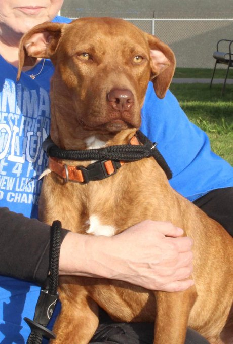 psychicwhisper3's tweet photo. 🆘😢JR SLIM🚪🧹#CorpusChristiTX😈 
Doing A Clear Out Shelter Full😩
Friendly Boy 1Yr 5 Months #A349605
Came In With Duece #A349610😢
Arrived At Shelter 12/29/22
Has A Date☠️⏰4/21/23 Noon⏰
Barely A Pup Needs Help To Escape ‼️
Please #PLEDGE #RT #ADOPT #FOSTER 
INFO⬇️#Rescuedogs https://t.co/67ksaqnqck