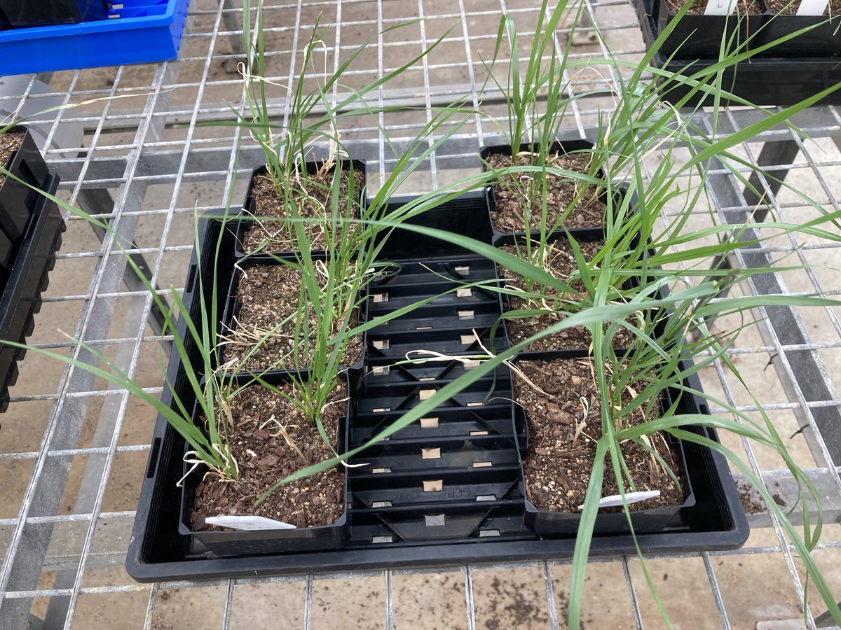 RexCao2's tweet photo. @BoyesTim @robbert115 @agrobaz @BevanAddison @AdamaAgri Hi Tim, see the photos attached. I sprayed that pot trial at 2 timing, LHS was sprayed at 9 AM in the morning (DAY) and the RHS was sprayed at 6PM at night (NIGHT). The first photo was Paraquat 250 at 3L, and 2nd photo was Paraquat 250 at 2L. Photos were taken 3 weeks after. https://t.co/SyAQxrYtKC