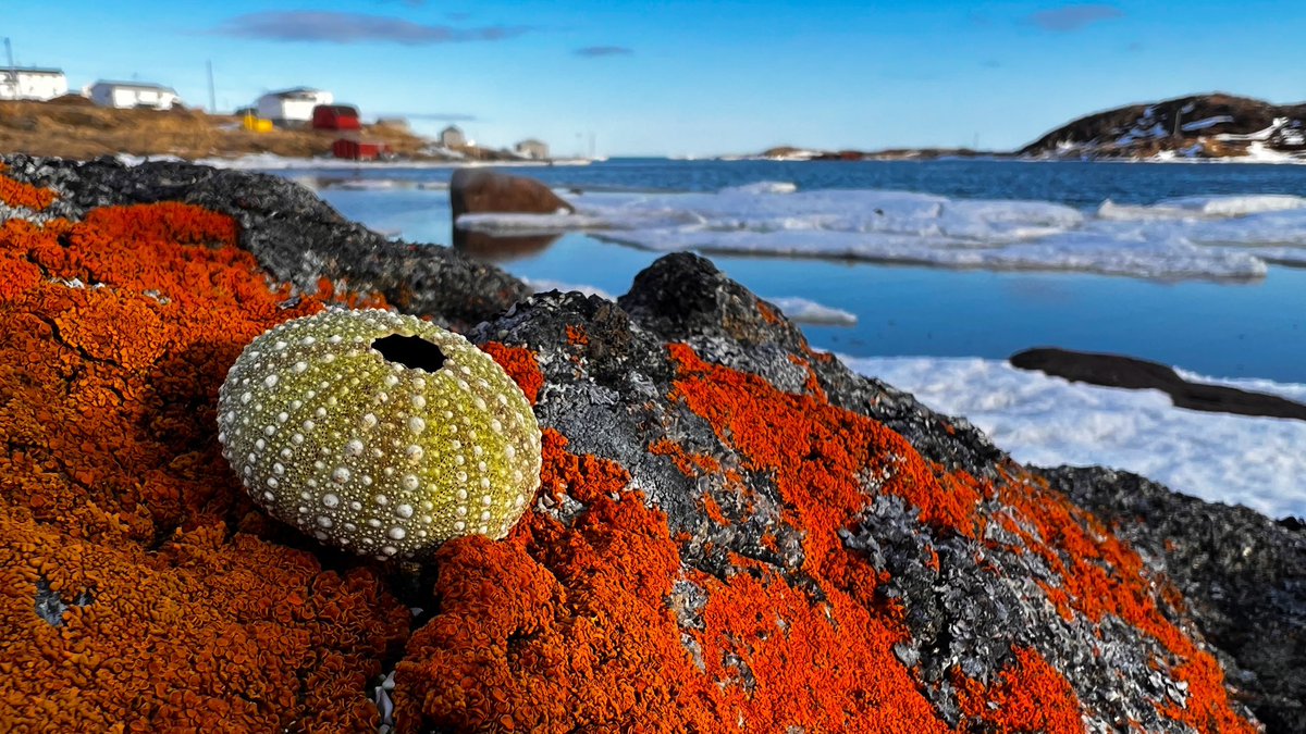 Made the mistake of coming to our happy place for a few days and now I don’t want to leave!  Spring is here, the bay ice is breaking up and it’ll soon be time to get the boat on collar.