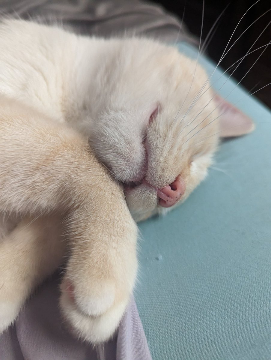 latkitten's tweet image. Im freaggin. Paft out