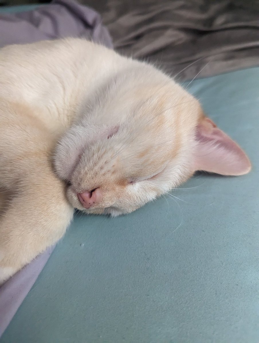 latkitten's tweet image. Im freaggin. Paft out