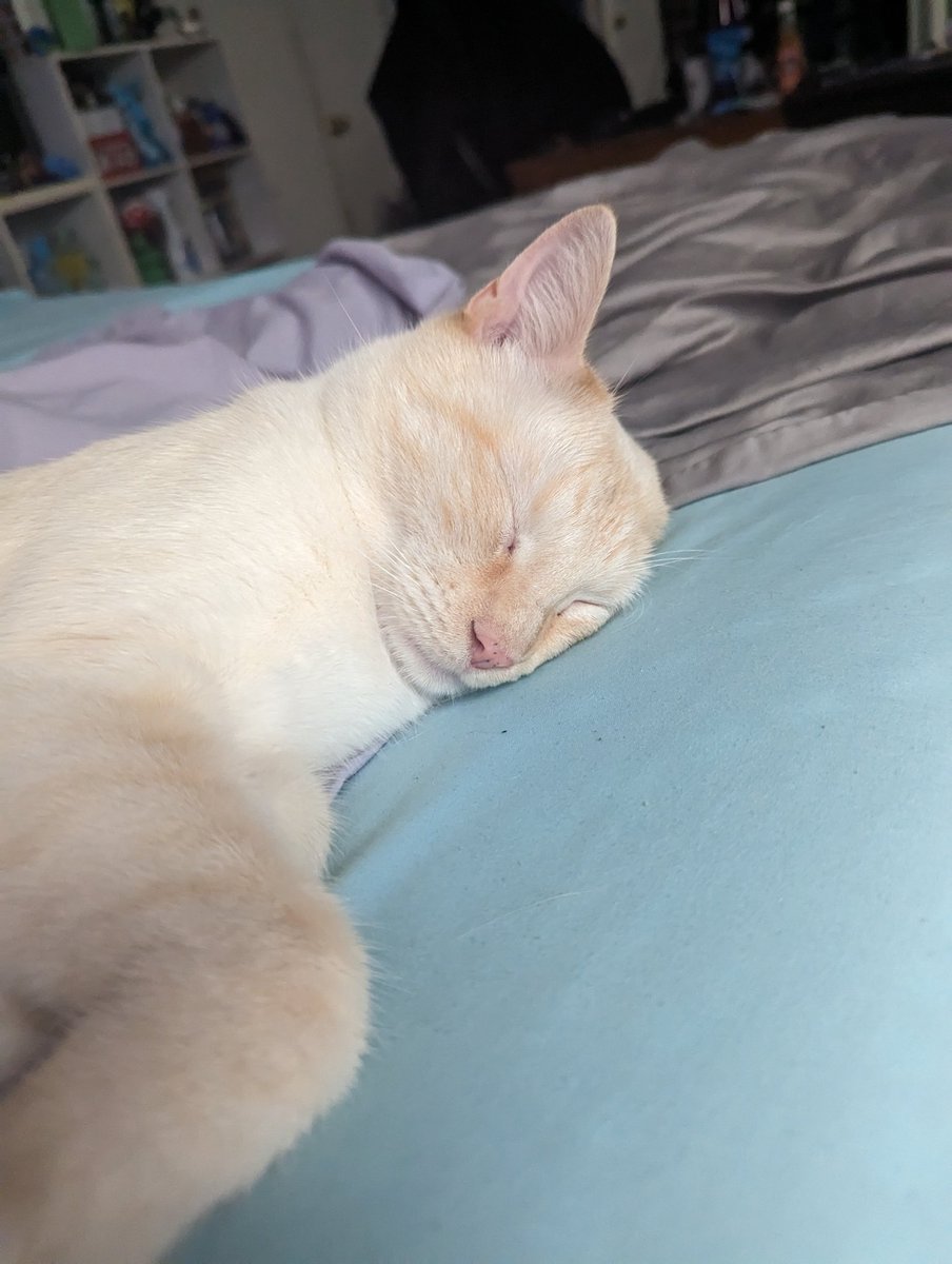 latkitten's tweet image. Im freaggin. Paft out