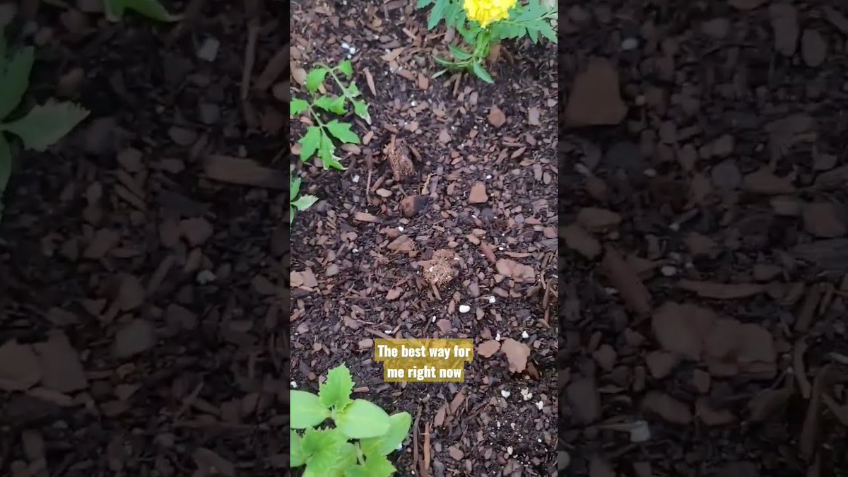 I'm not digging up the soil just yet! ##ContainerGardening #shorts #viral #howtogrow
 
#ContainerGarden
 
allforgardening.com/444668/im-not-…