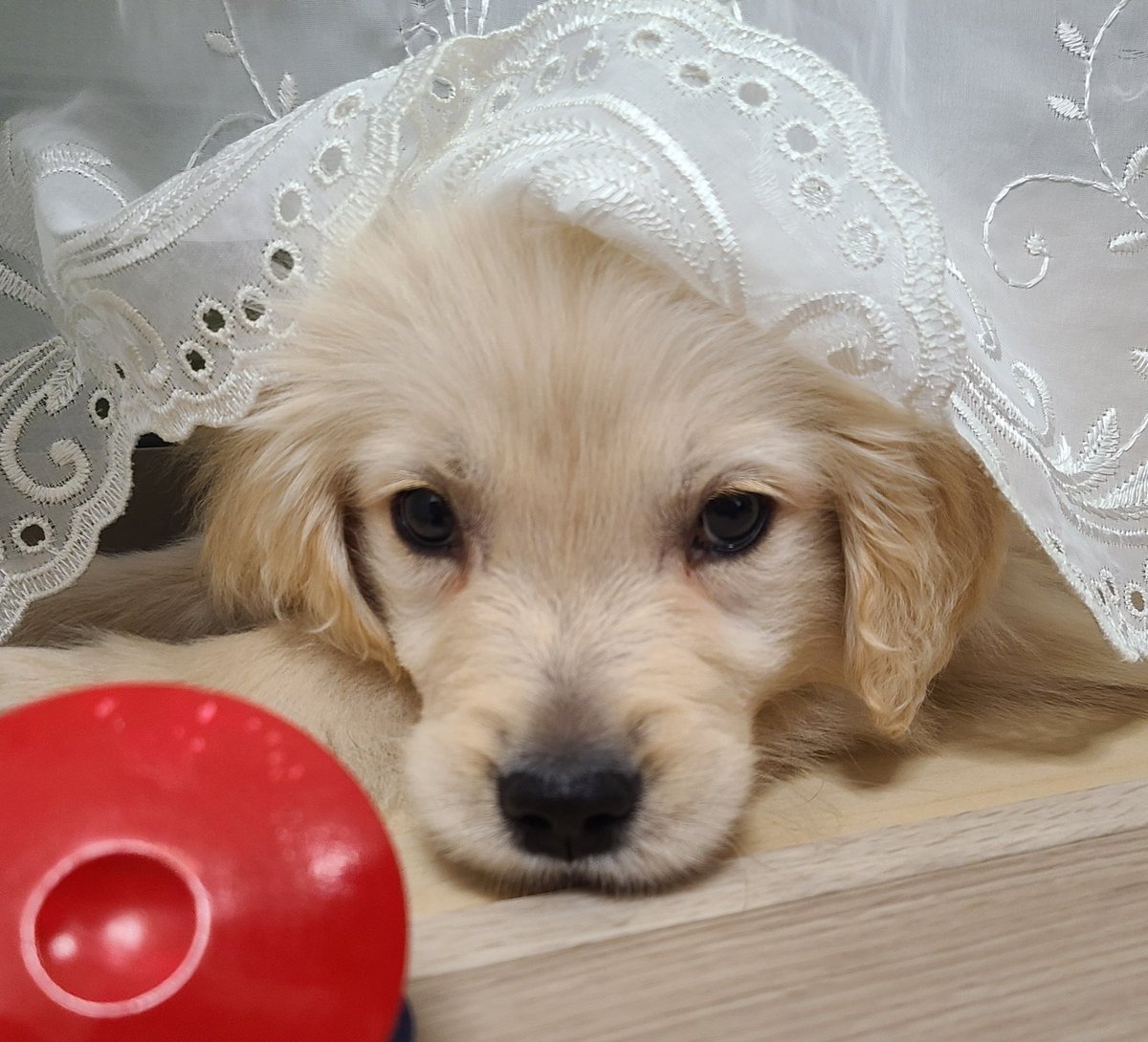 １番お気に入りのおもちゃはカスタネット
#ゴールデンレトリバー　#子犬
