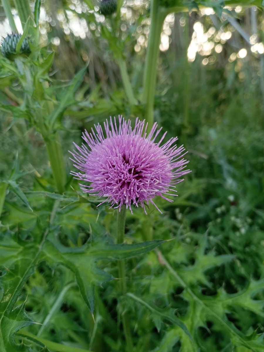 arimihiro's tweet photo. 生きづらい世の中の毎日ですが、花だけは季節に素直に咲いてくれるが、この何年かは一気に咲いてくれてゆっくり観賞出来ない。ウォーキング中に土手にアザミが今は綺麗に咲いてます。中島みゆき��んの歌を口ずさんでしまいます。 https://t.co/HfEweKbJ5R